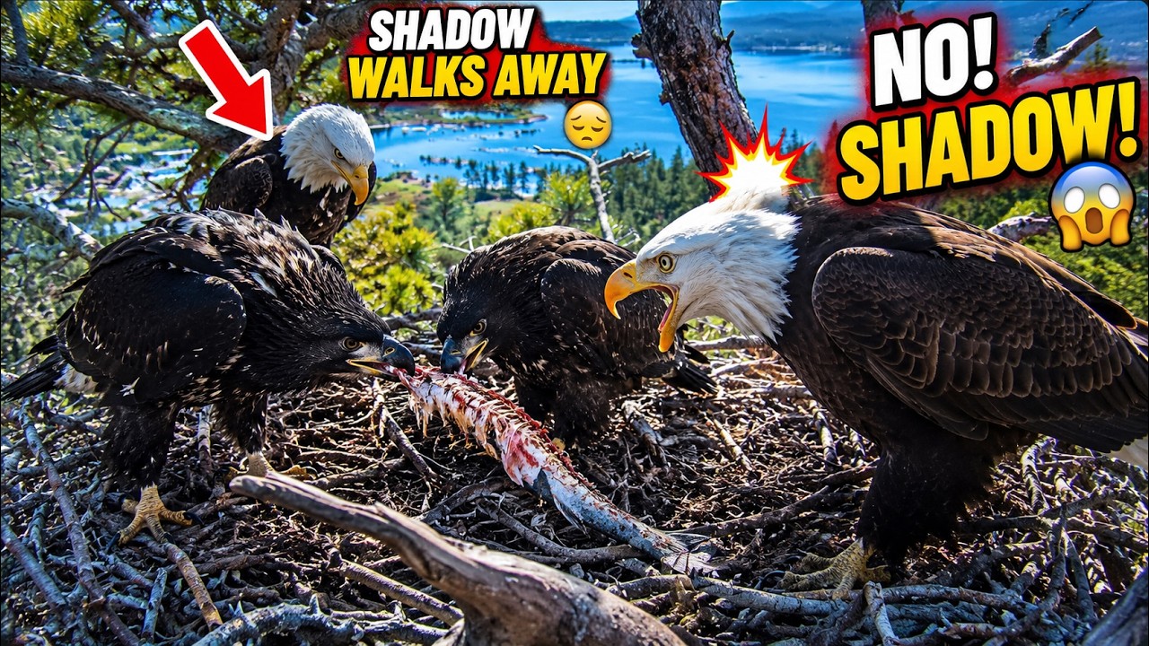 Jackie Brought a Rotten Fish&hellip; Babies Don't Like It ! 🦅 😳 Shadow Tried to Eat&hellip; Jackie Said NO!  💔 🐟