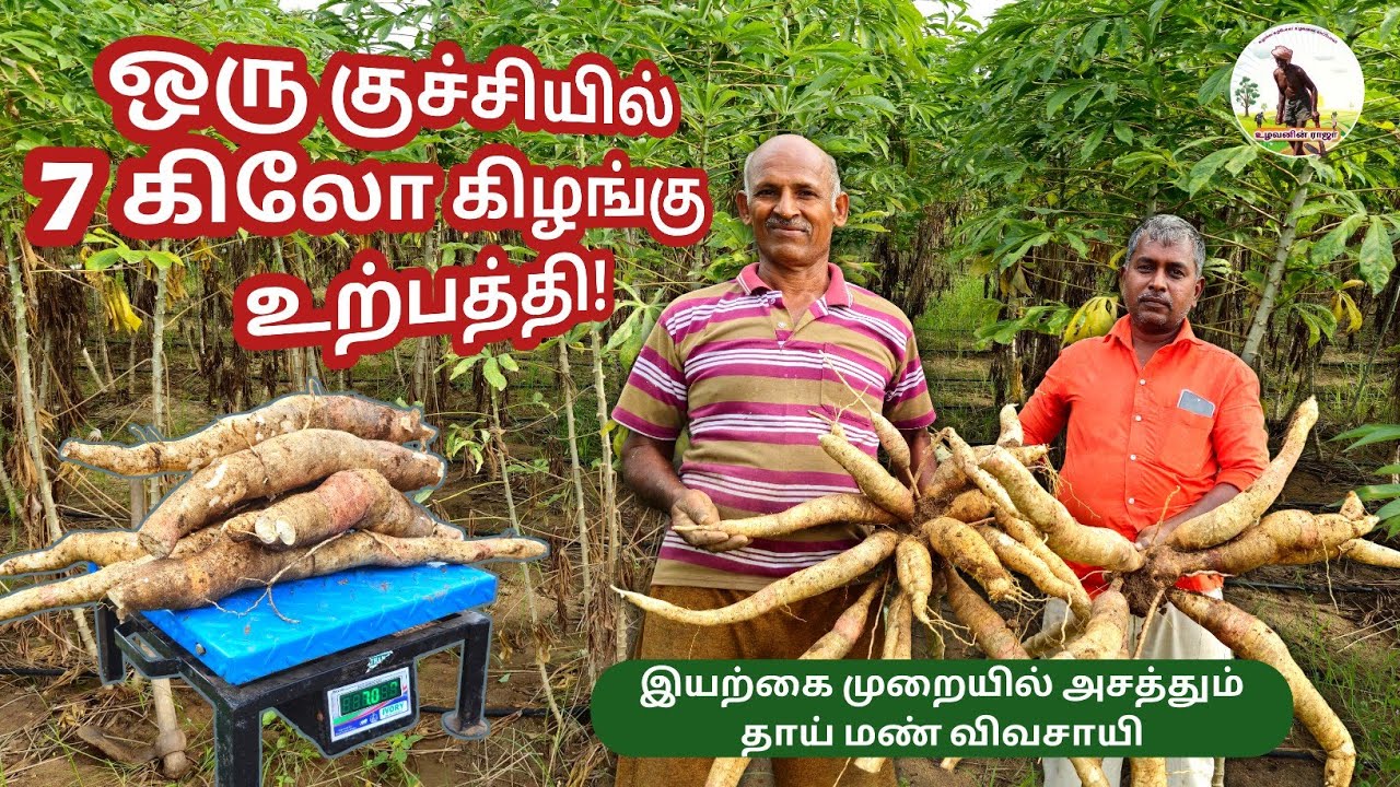 மரவள்ளிக்கிழங்கு சாகுபடி முறை | Tapioca Cultivation in Tamil | Organic Farming #உழவனின்ராஜா