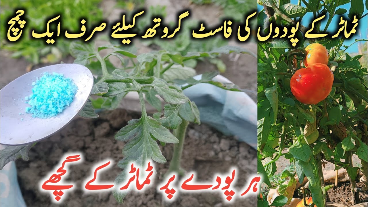 Best organic fertilizer for tomato plants || ٹماٹر کے پودوں کی گروتھ کیسے بڑھائیں 