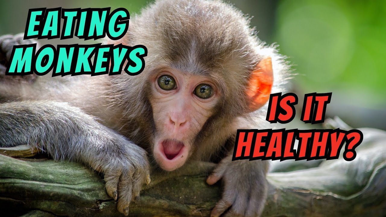 3- Eating Monkeys! is it safe?