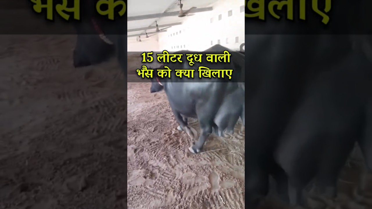 15 लीटर दूध वाली भैंस का फीड फॉर्मूला#bannibaffalo#milkbusiness#farming#animalcaretips#dairyfarming
