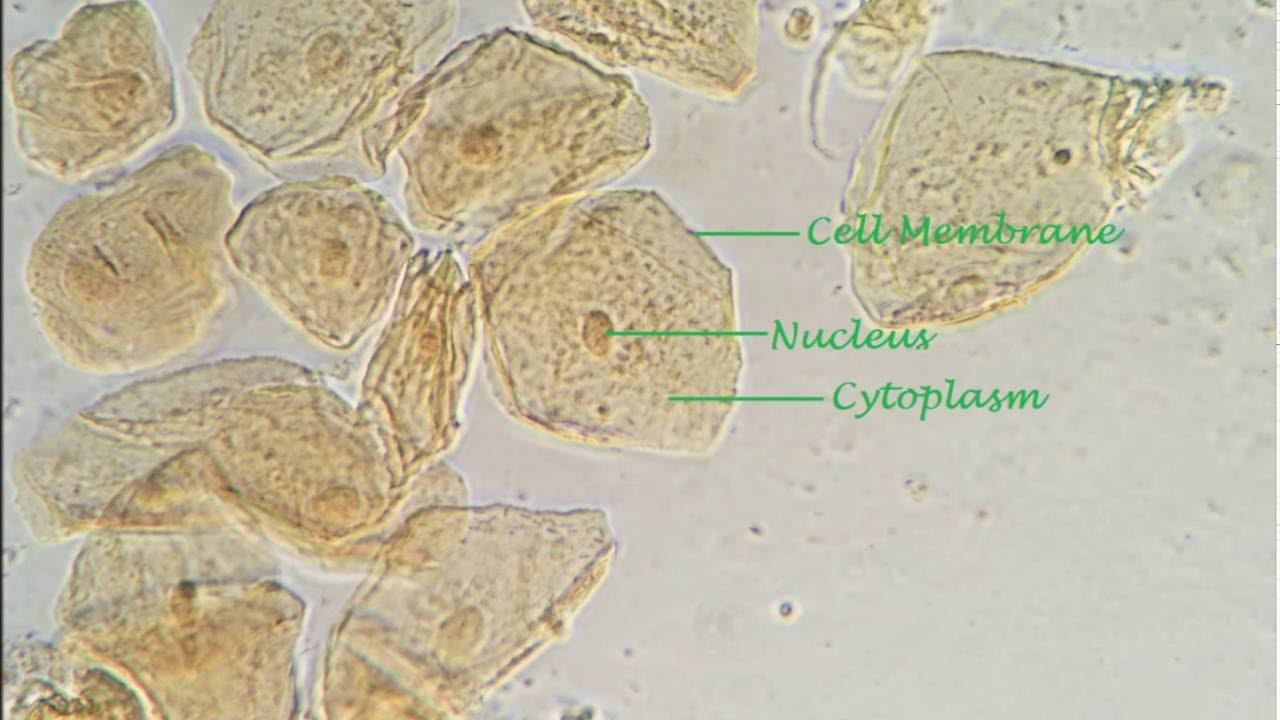 Cheek Cells