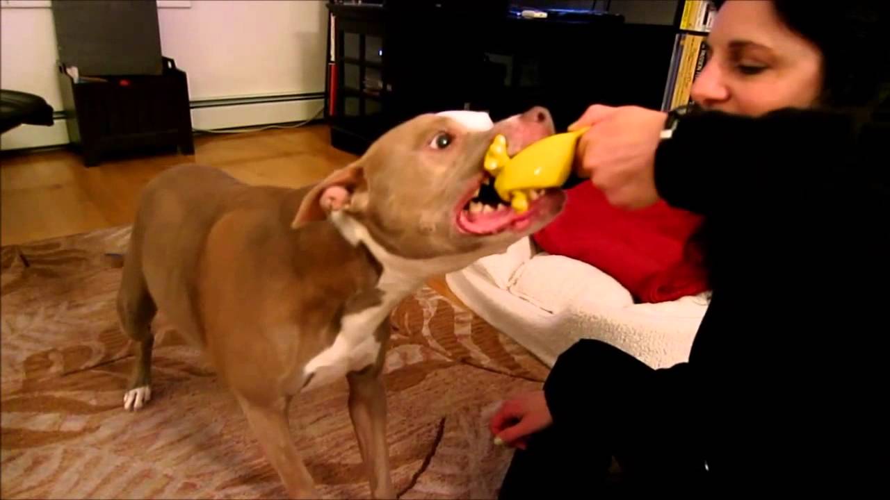 Veronica-Lynn Pit Bull playing tug