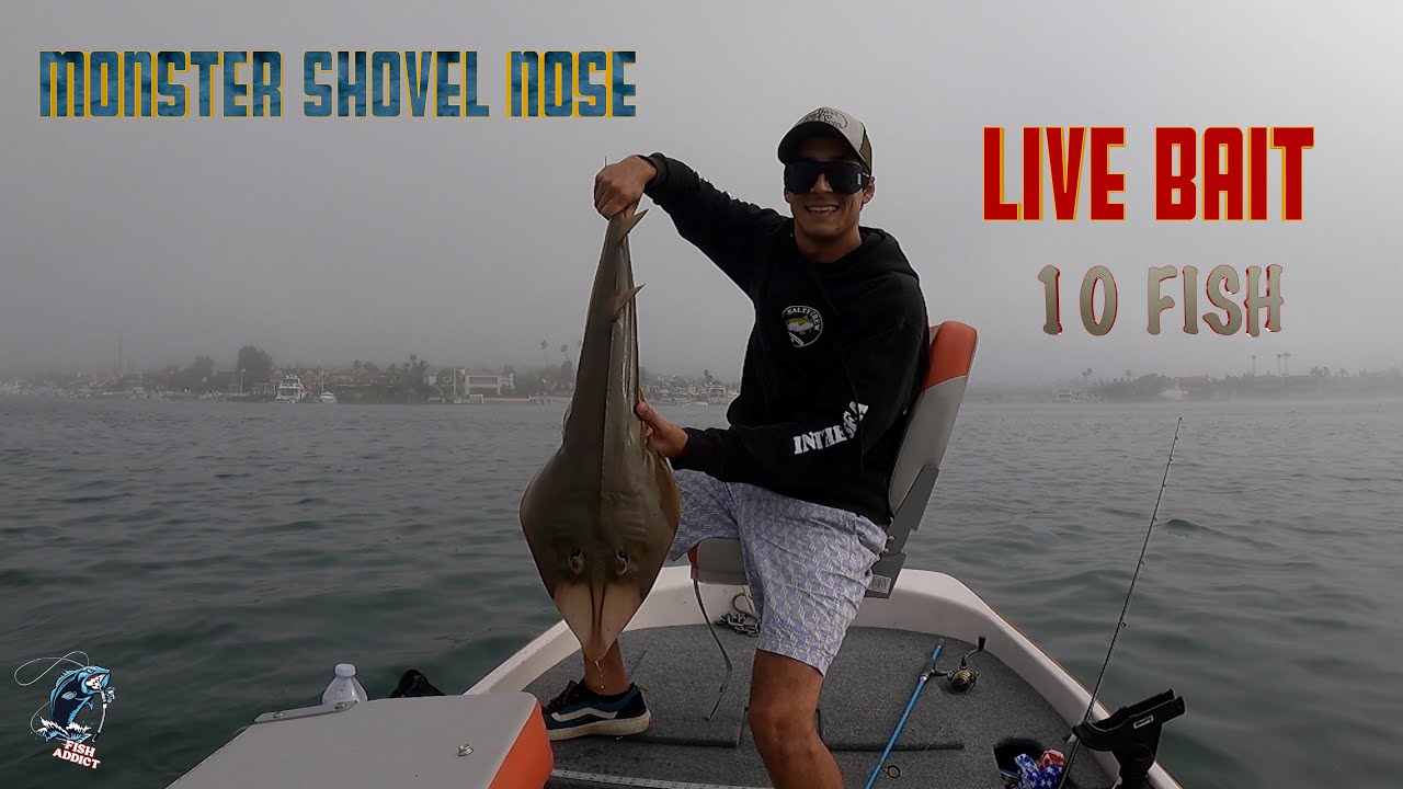 How to catch fish using LIVE BAIT! Catching 10 FISH Harbor fishing Newport Beach