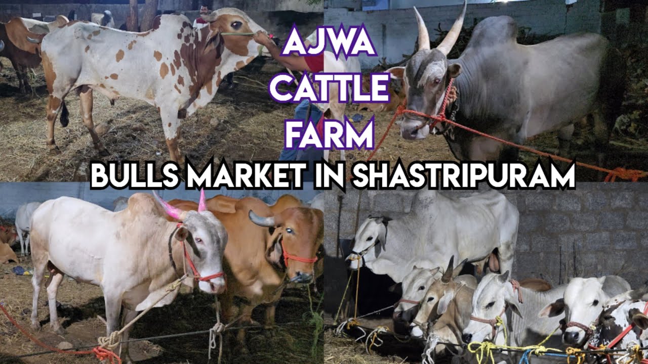 Indian bull's market in Hyderabad | bade janwaron ki mandi in Shastripuram | desi ongole available