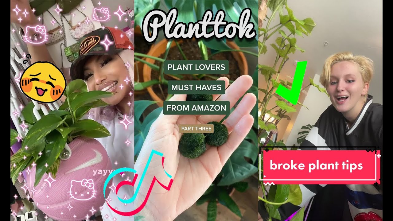 Planttok Plant Care Tips, Tricks and Hacks Every Plant Parrent Should try - Part 1 | Teraforium