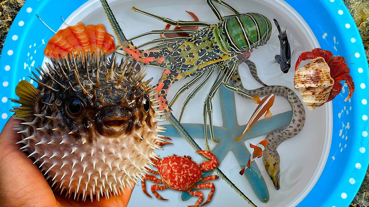 Tangkap ikan buntal dan kerang, kelomang, ikan hias, gurita, ikan laut, kepiting, lobster, belut