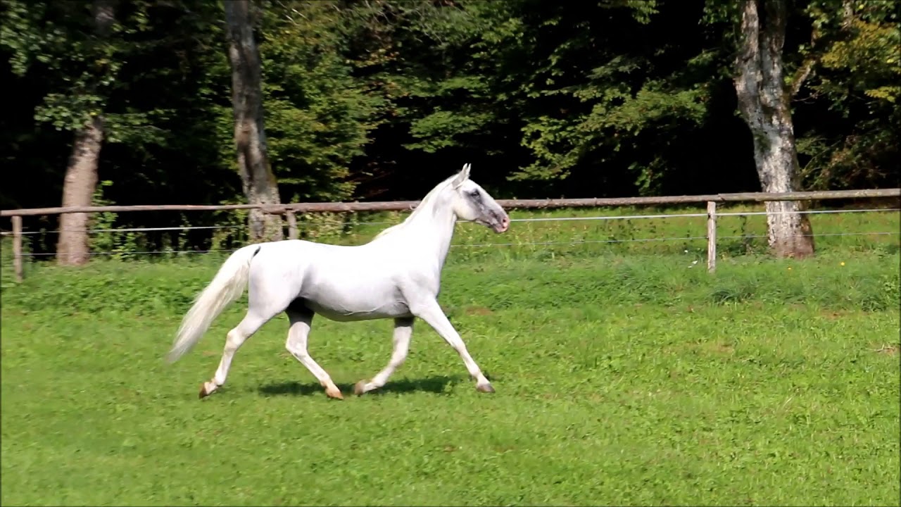Lipizzan breeding stallion 363 Siglavy Samira XXII (2002) Lipica Stud