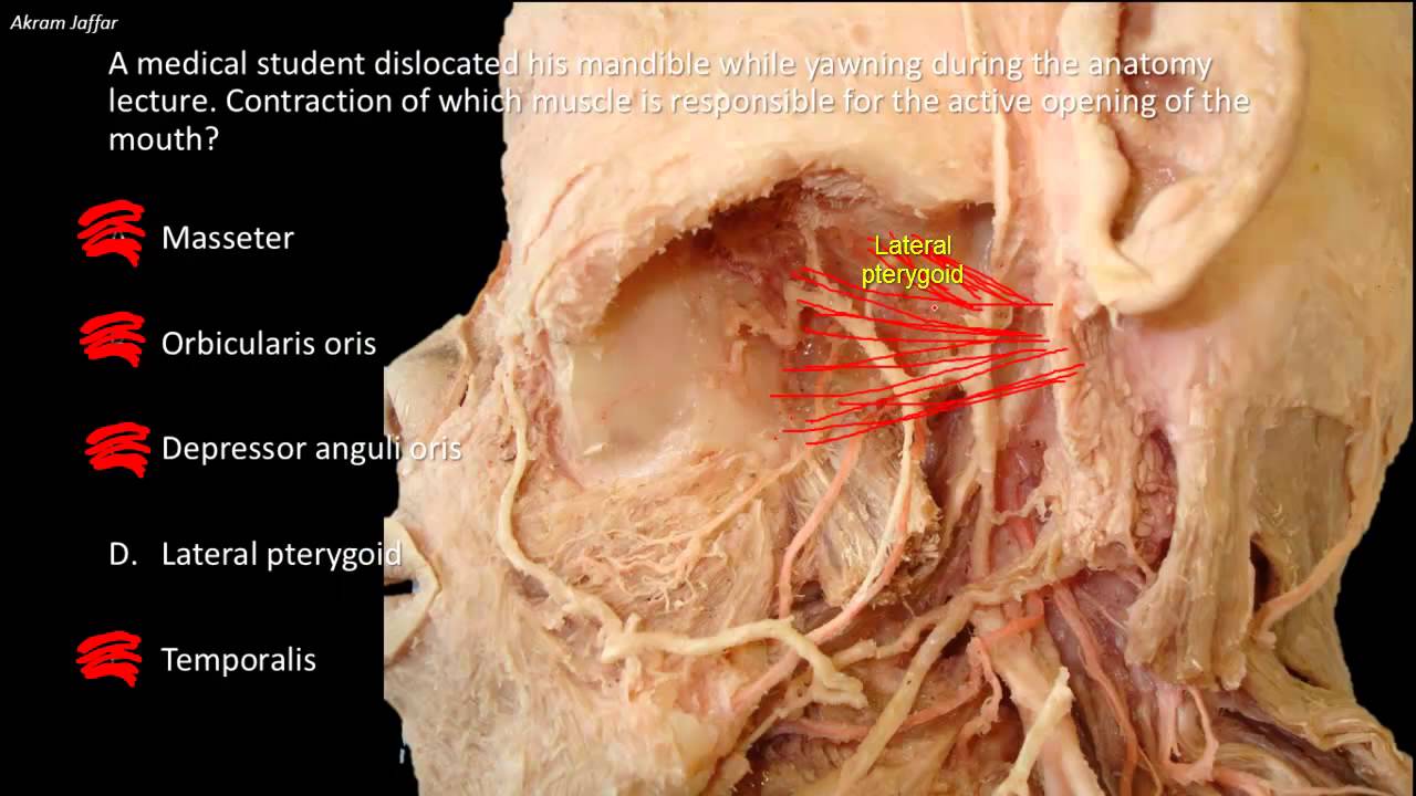 Anatomy of yawning