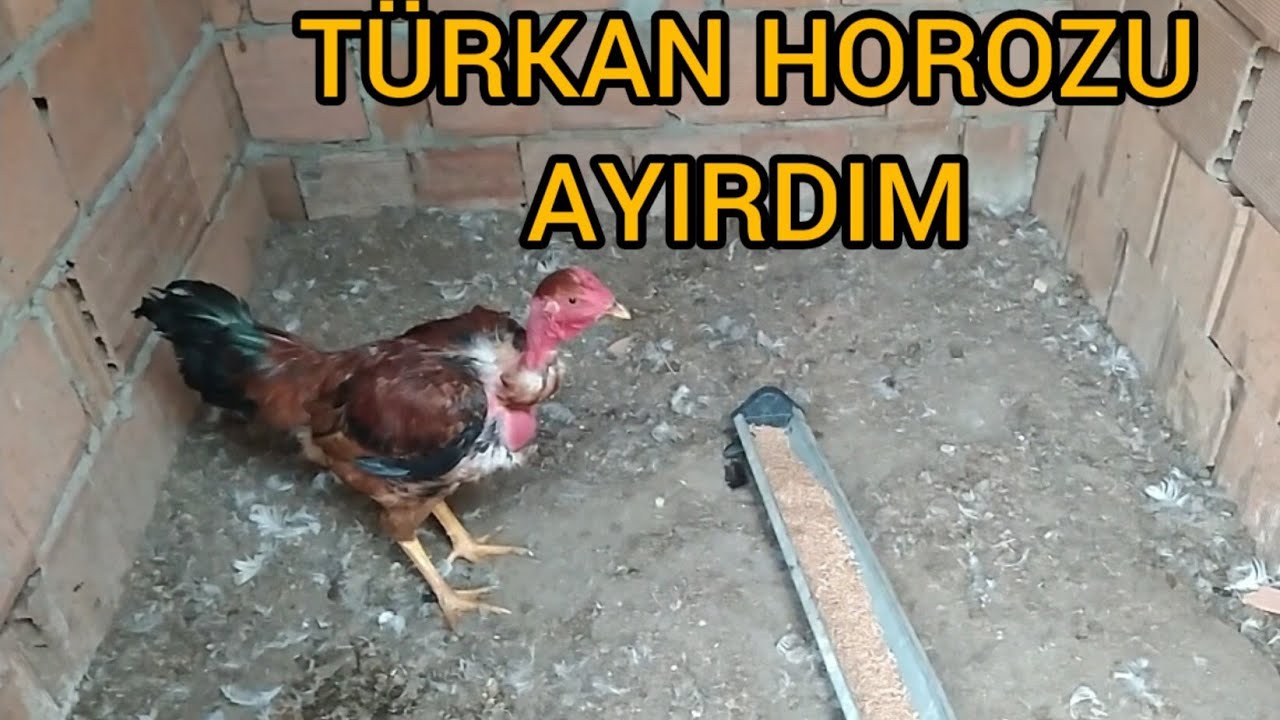 KIRMIZI TÜRKAN HOROZU TEK KAPATTIM/MİNYON FERİKTE TAVUKLARIN İÇİNDE.