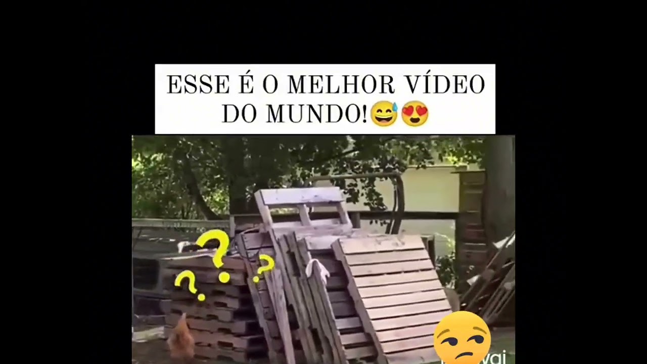 Aquele parente chato que fica provocando! #cachorro #galinha #pets