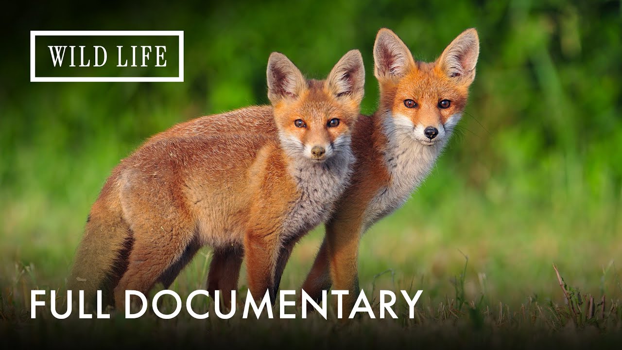 When Nature Reclaims the Mountains: A Year in the Wild | The Forest Within Us | Full Documentary