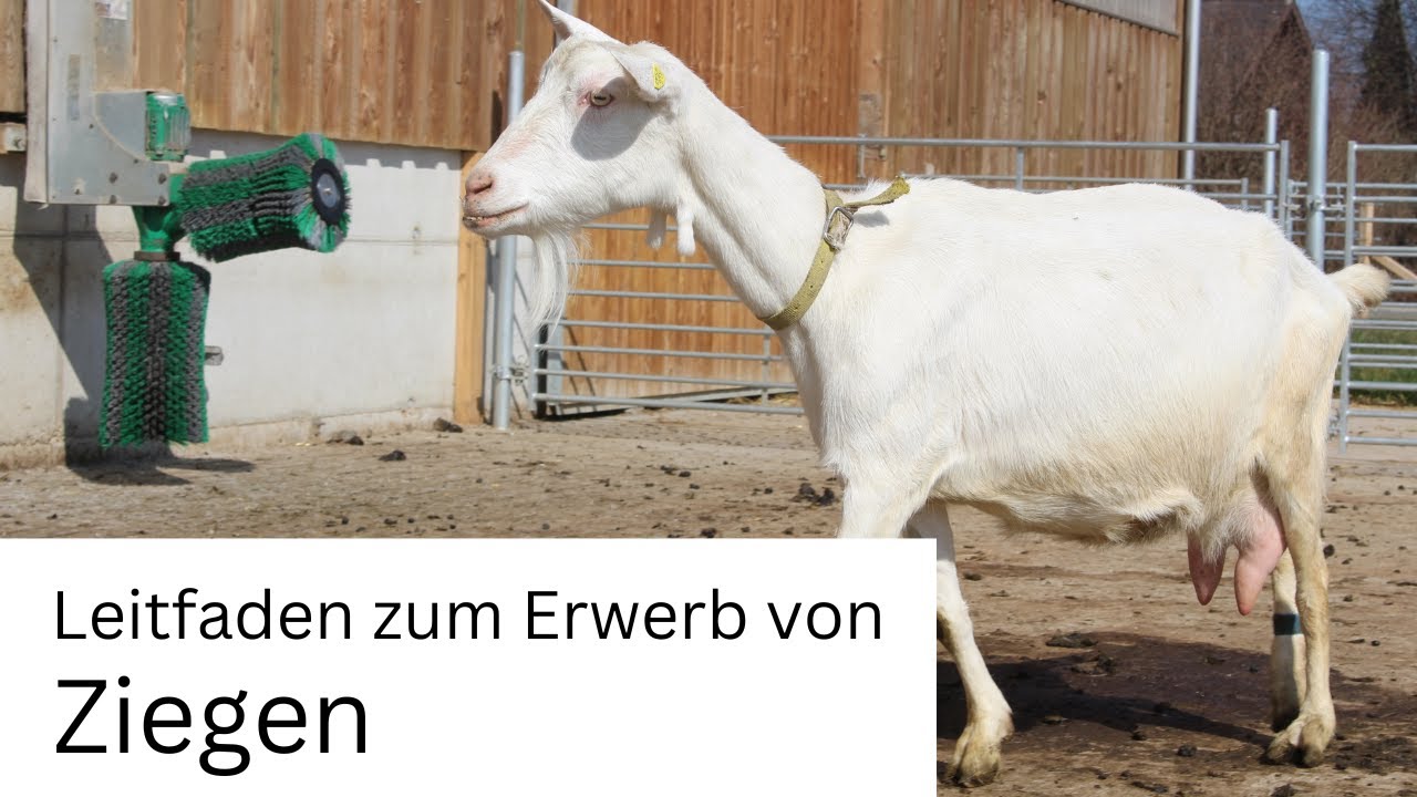 Leitfaden zum Erwerb von Ziegen