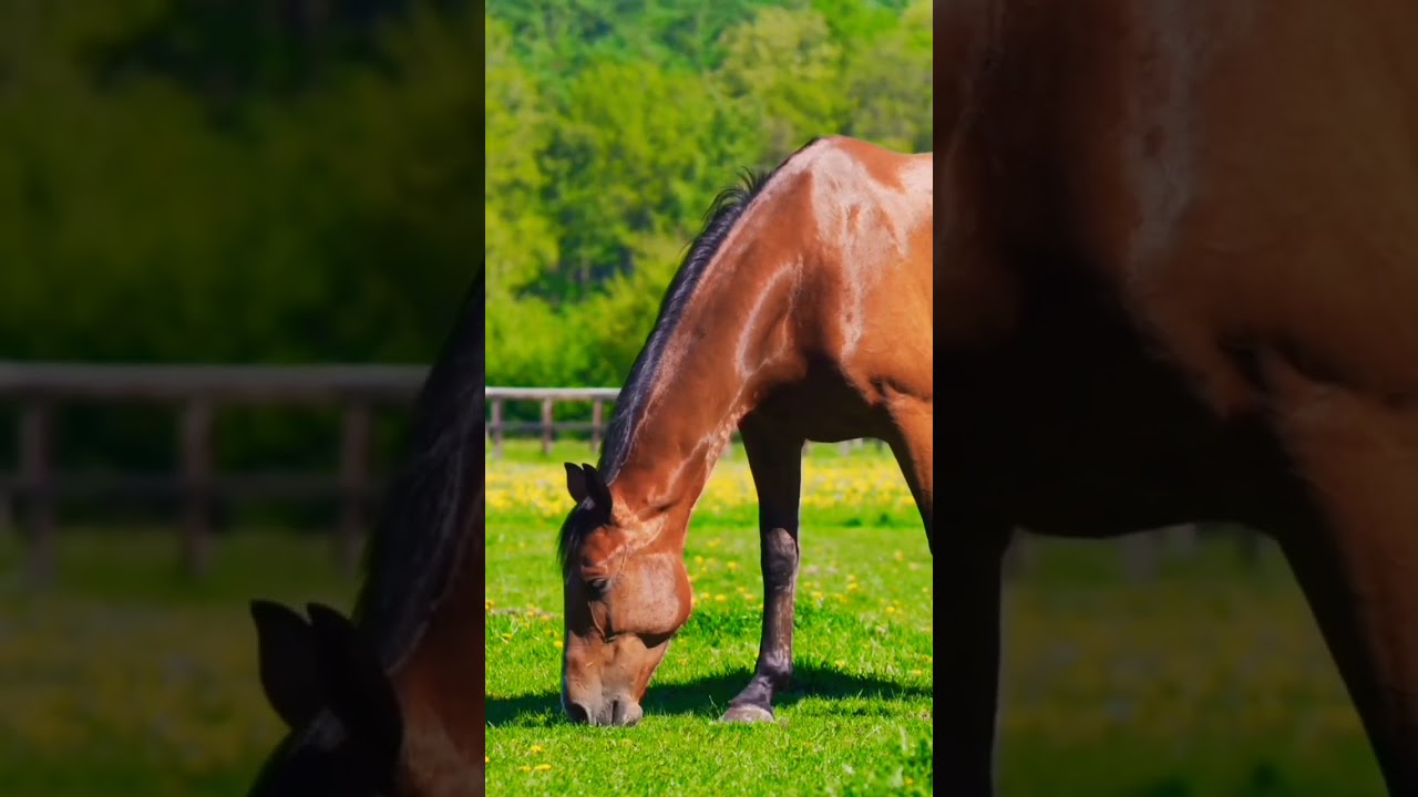 My Beautiful Horse|Horse Eating Grass|#nature #shorts #youtubeshorts