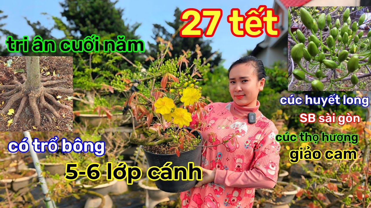 🌲14/2☎️vườn mai Quế Anh☎️ mai rin trồng chậu🌲đủ loại mai cúc rin🌲30-50 cánh🌲bông bự 
