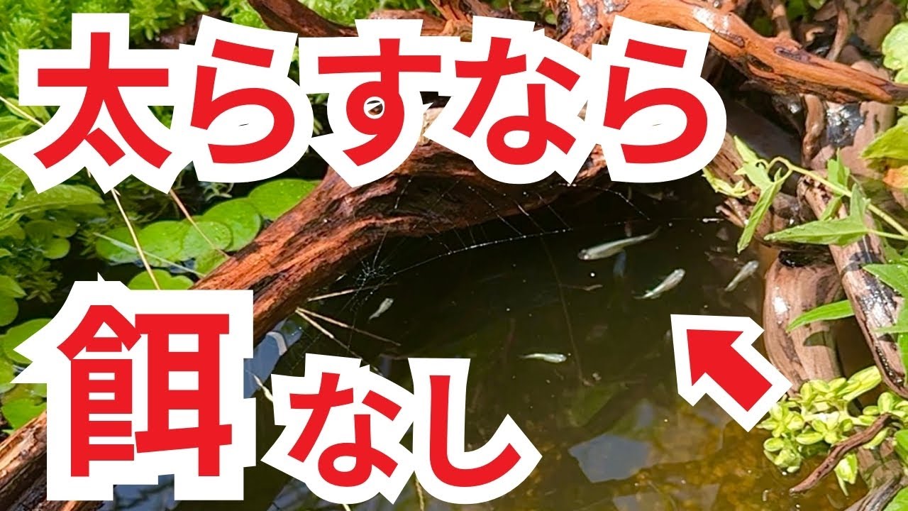 この3つがメダカを超元気に育てる秘訣でした