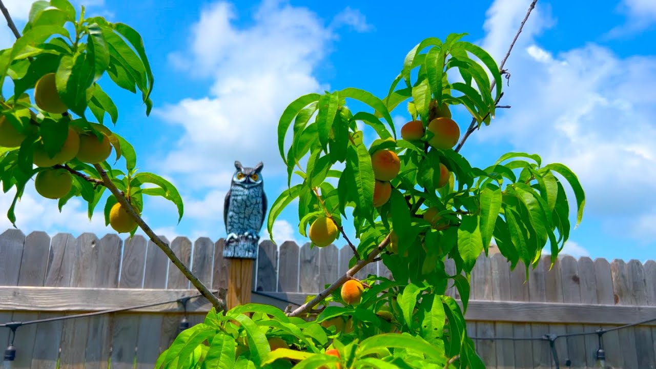 Spring Garden Tour - My Backyard Peach Orchard