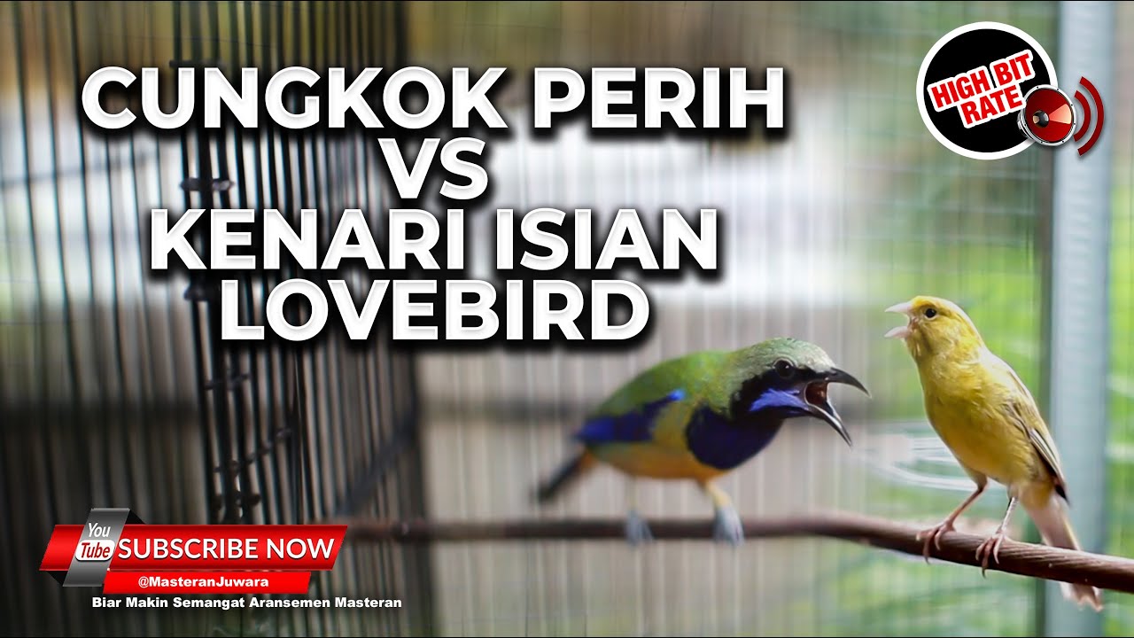 🔴Masteran Versus Cucak Cungkok Super Gacor Isian Pedas vs Kenari Isian Lovebird Panjang