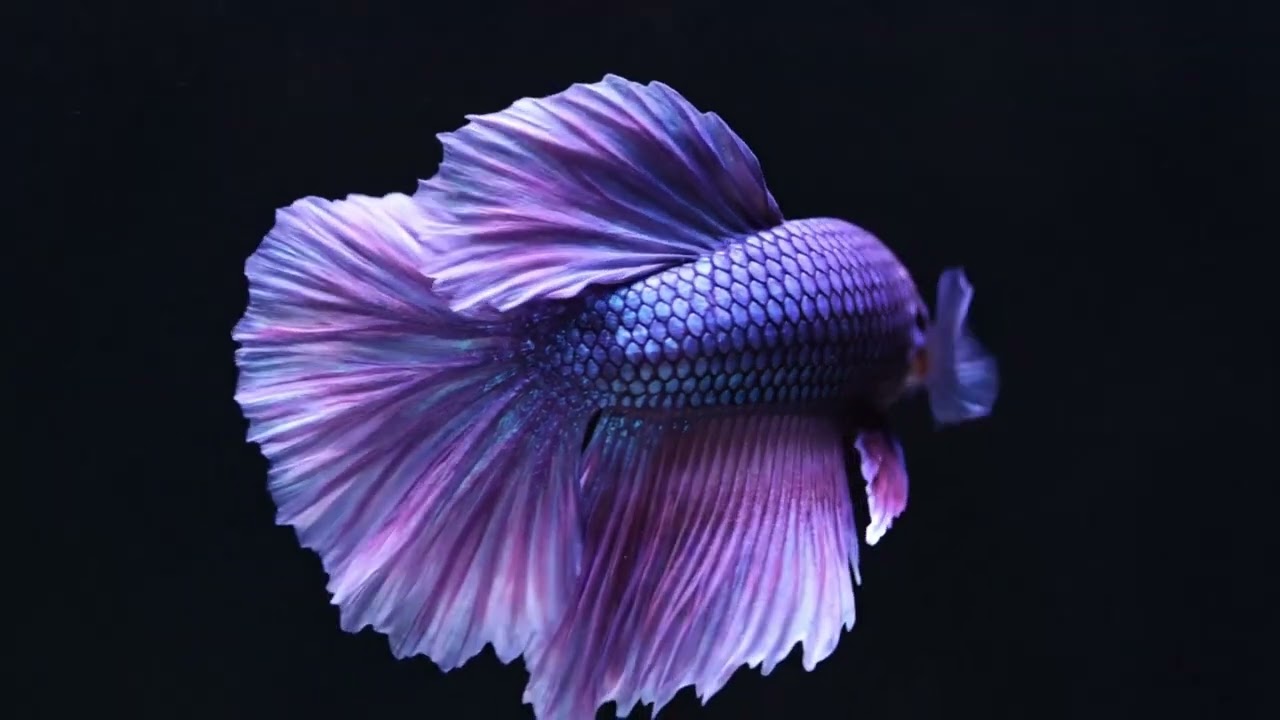 Cinematic 4K Screensaver | Deep Black Aquarium & Betta Fish 💎