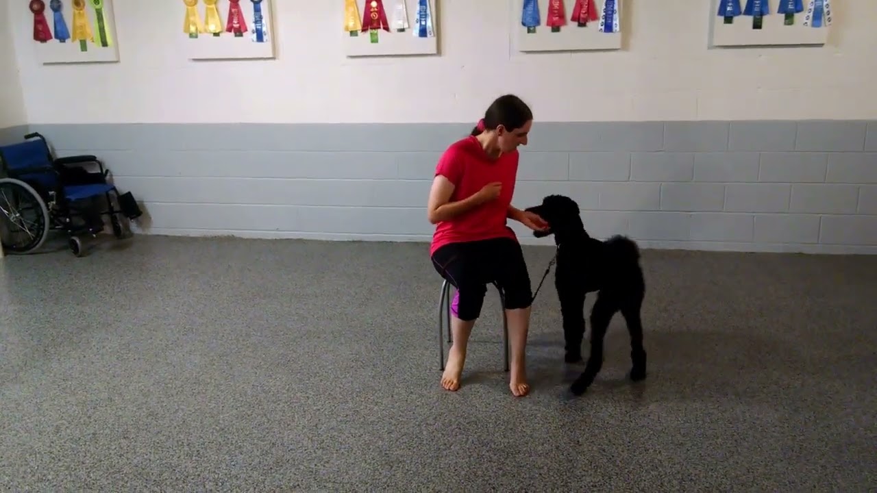 Vinny, the Standard Poodle, Learning to be a Service Dog