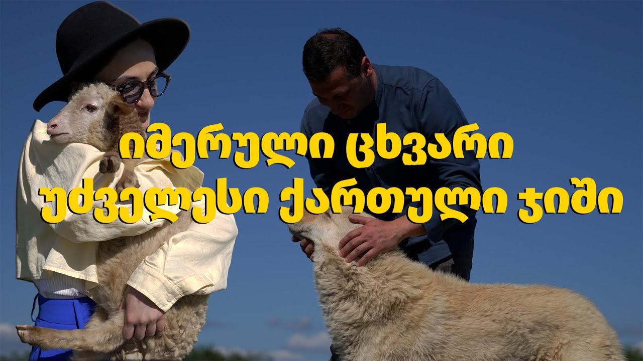 მე ვარ ფემერი - იმერული ცხვარი — უძველესი ქართული ჯიში