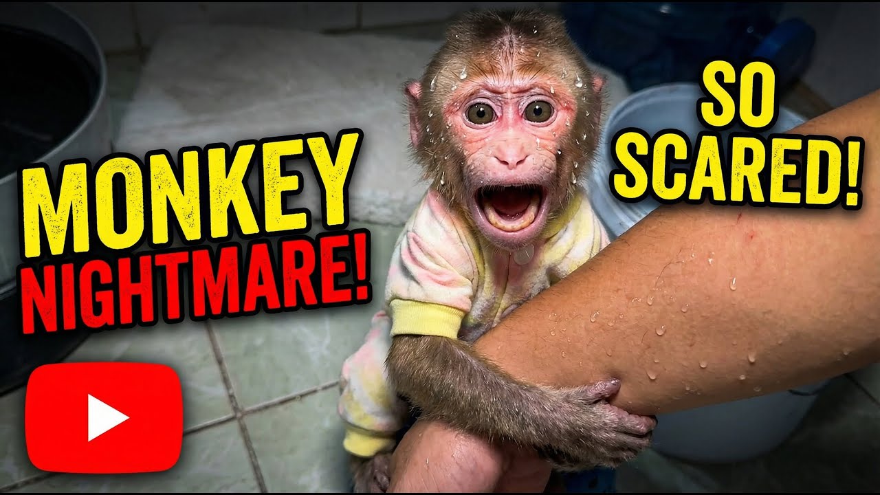 Nana monkey was scared; her dad looked very different today