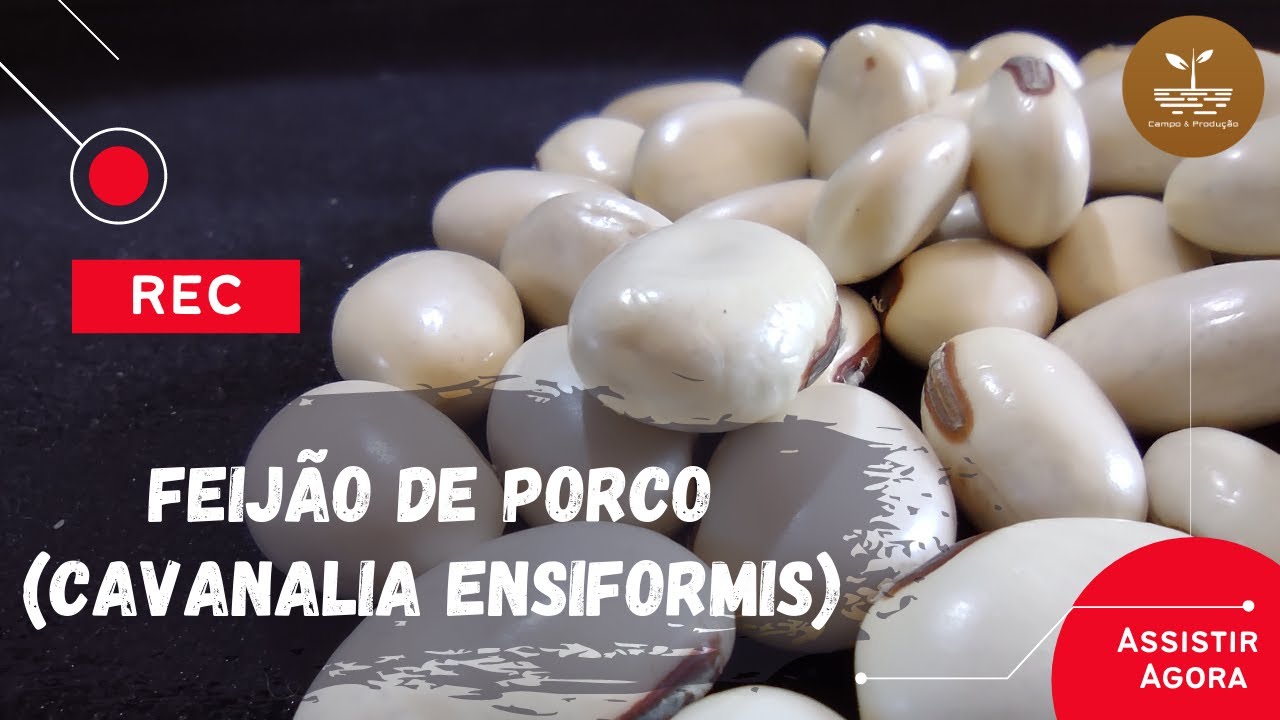 ADUBAÇÃO VERDE | Características e manejo do feijão de porco!