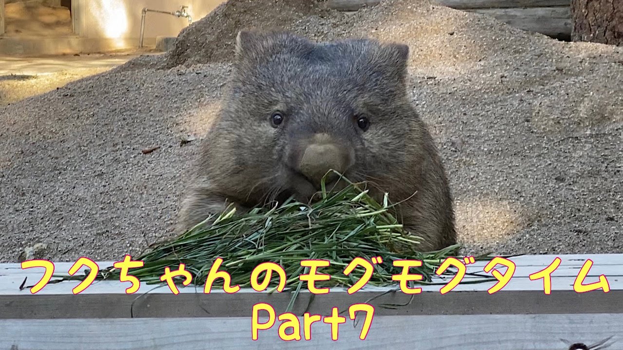 【ウォンバット】フクちゃんのモグモグタイムPart7☆