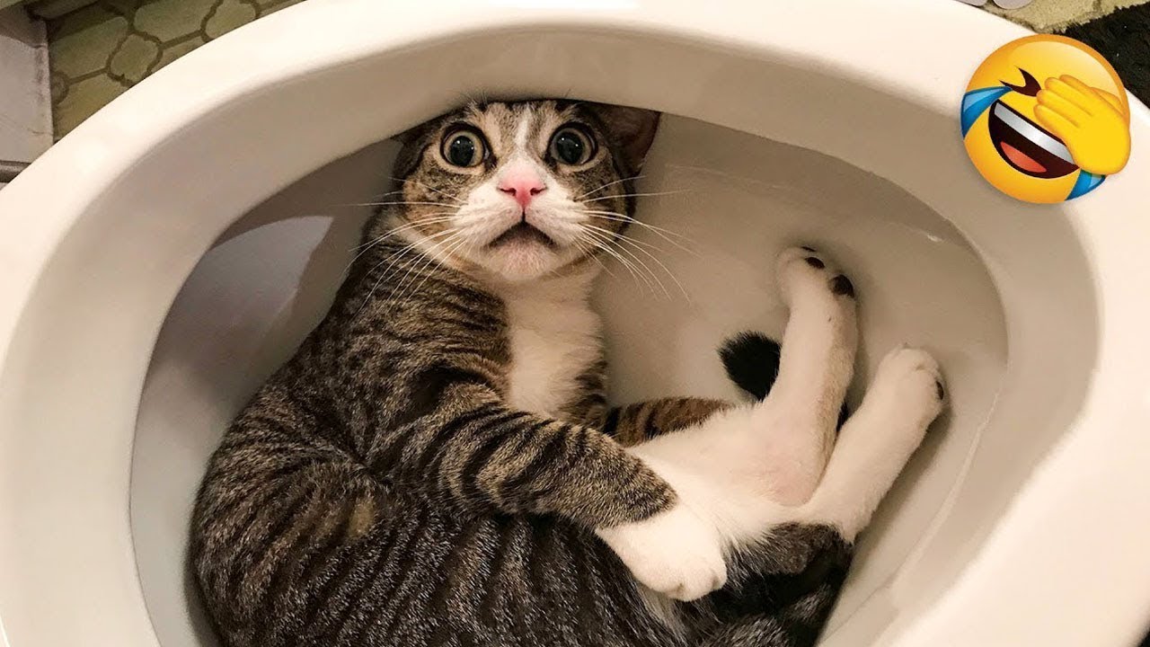 Funniest Cats and Dogs Clip😼🐶You Laugh You Lose Challenge 😜