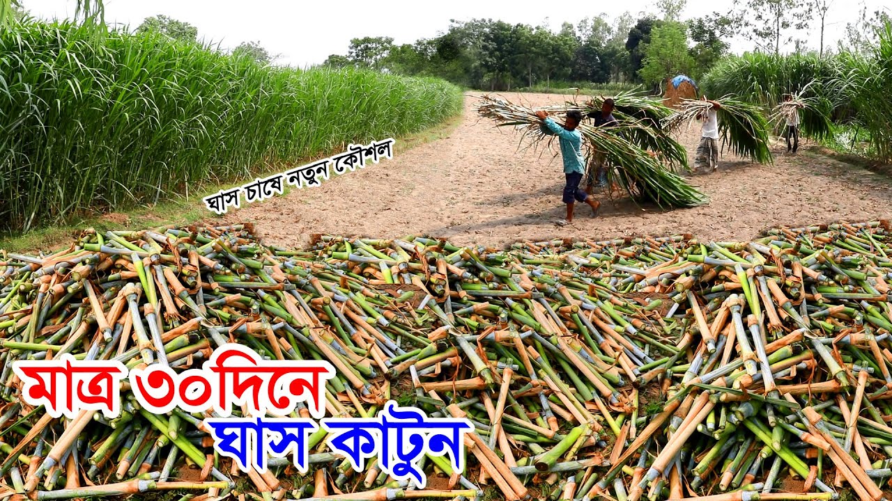 ঘাস চাষ ও কম দামে ঘাসের কাটিং কোথায় পাবেন | মাত্র ৩০ দিনে ঘাস কাটুন | জারা ঘাস চাষ পদ্ধতি #ঘাসেকাটিং