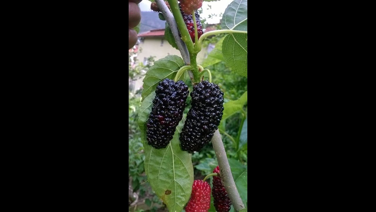 dut çelik çoğaltma detaylı anlatım