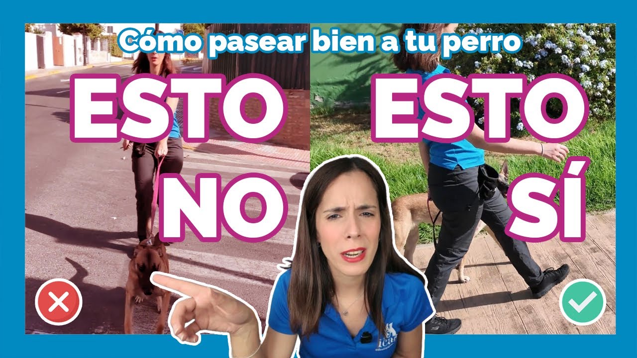 El SECRETO para paseos TRANQUILOS con tu PERRO 🦮 (Esto NO ❌ / Esto SÍ ✅ con Malinois)
