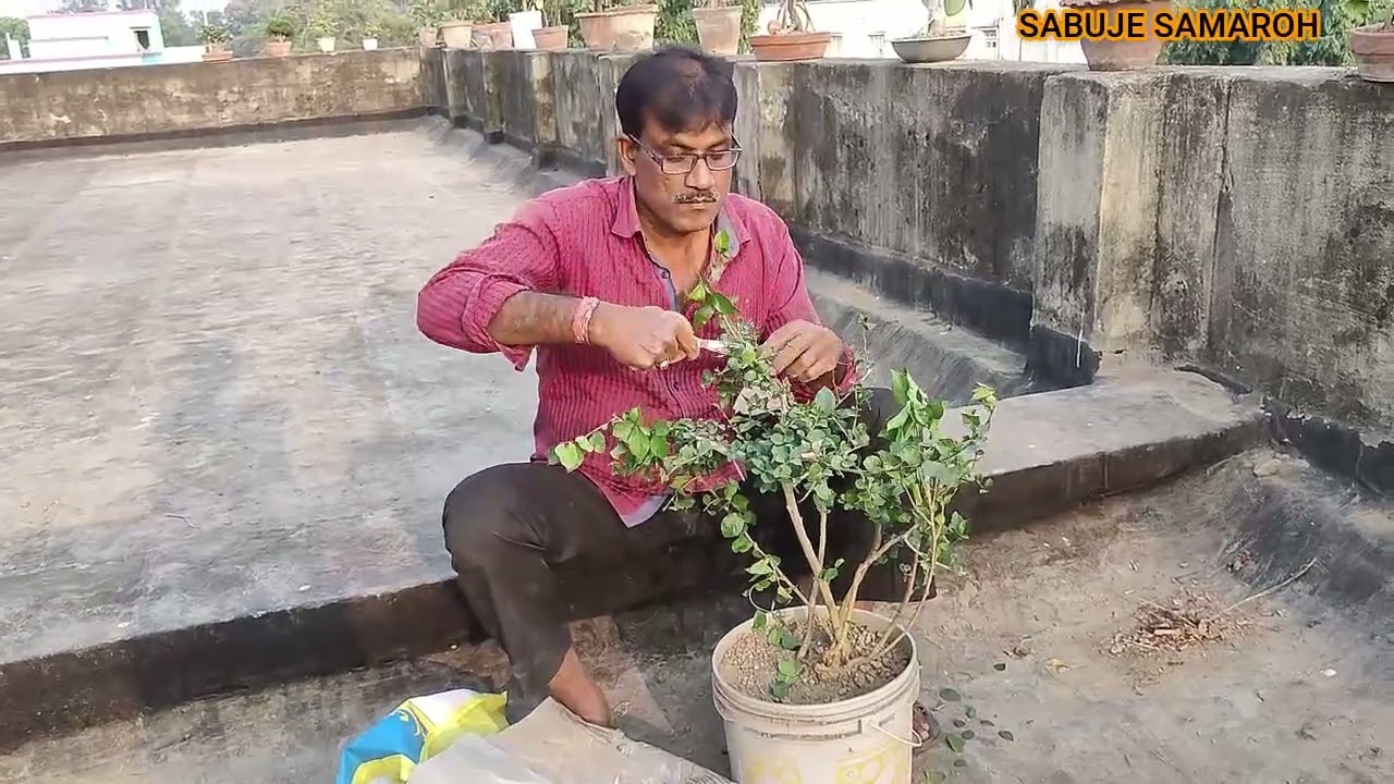 শেওড়া গাছের বনসাই করার প্রথম ধাপ //THE FIRST STEP IN MAKING A MOSS TREE BONSAI //