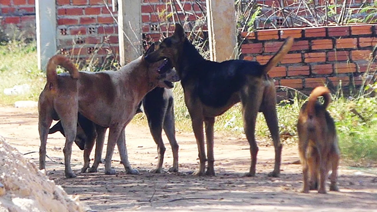 Can we save stray dogs before it's too late