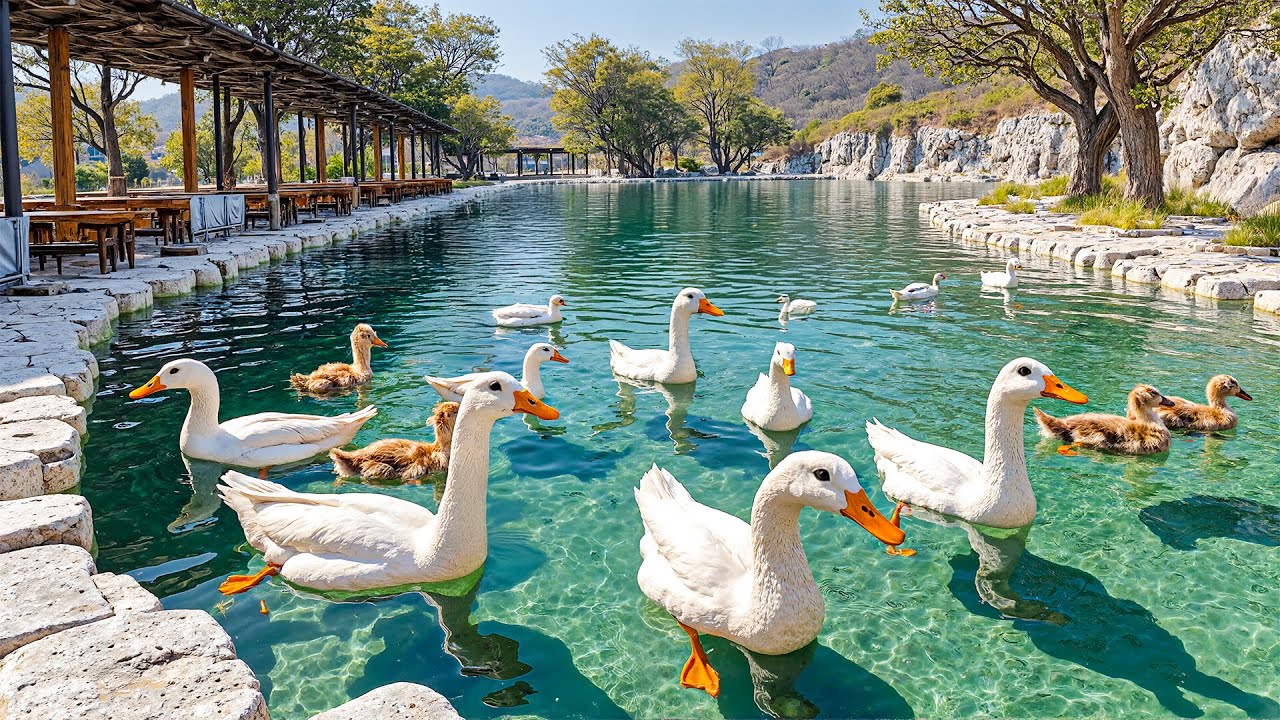 Gentle Ducks in Summer Pond 🌞Relaxing Piano & Nature Therapy for Mind & Heart 🌸 Lift Your Spirit