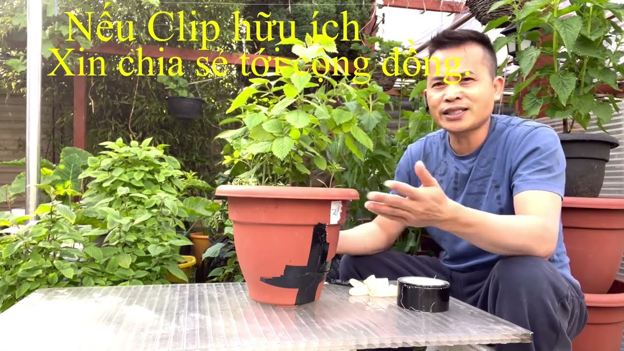 #227.Chia sẻ cách dùng thùng chậu không đục lỗ, cách tưới và xử lý khi mưa.