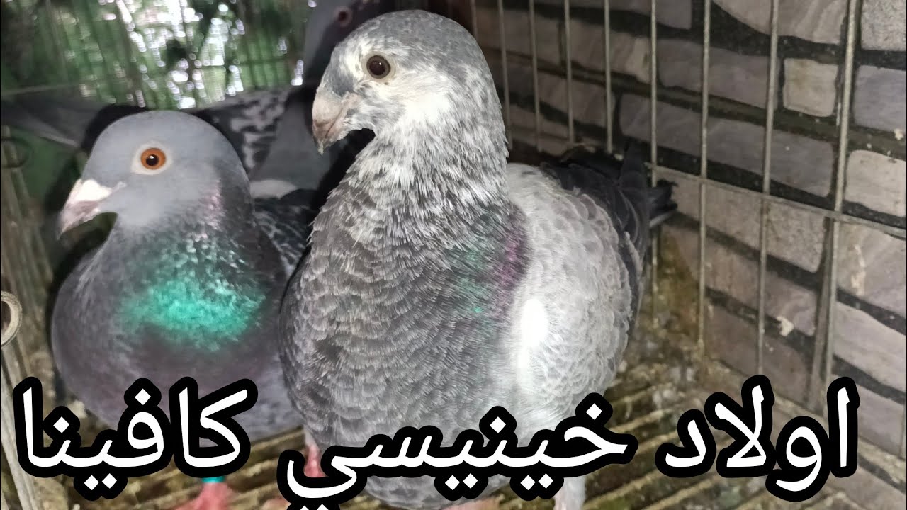 كوبل خينيسي دم نقي💯 مانويل سلفادور ✅