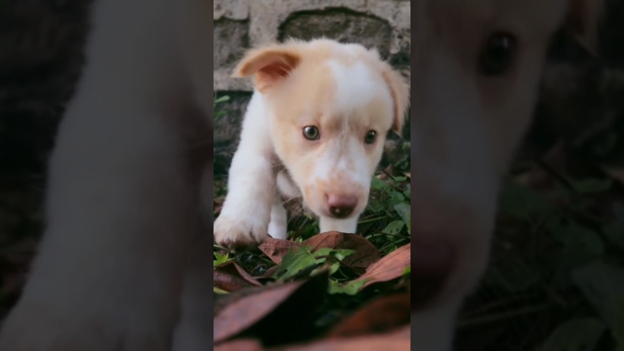 Adorable Animals in Slow Moments | Dog, Hedgehog, Goat & More | Taylor Swift Vibe #shorts #animals