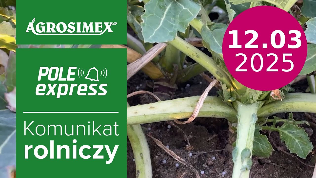 Zabieg T1 w rzepaku ozimym | Komunikat POLE express