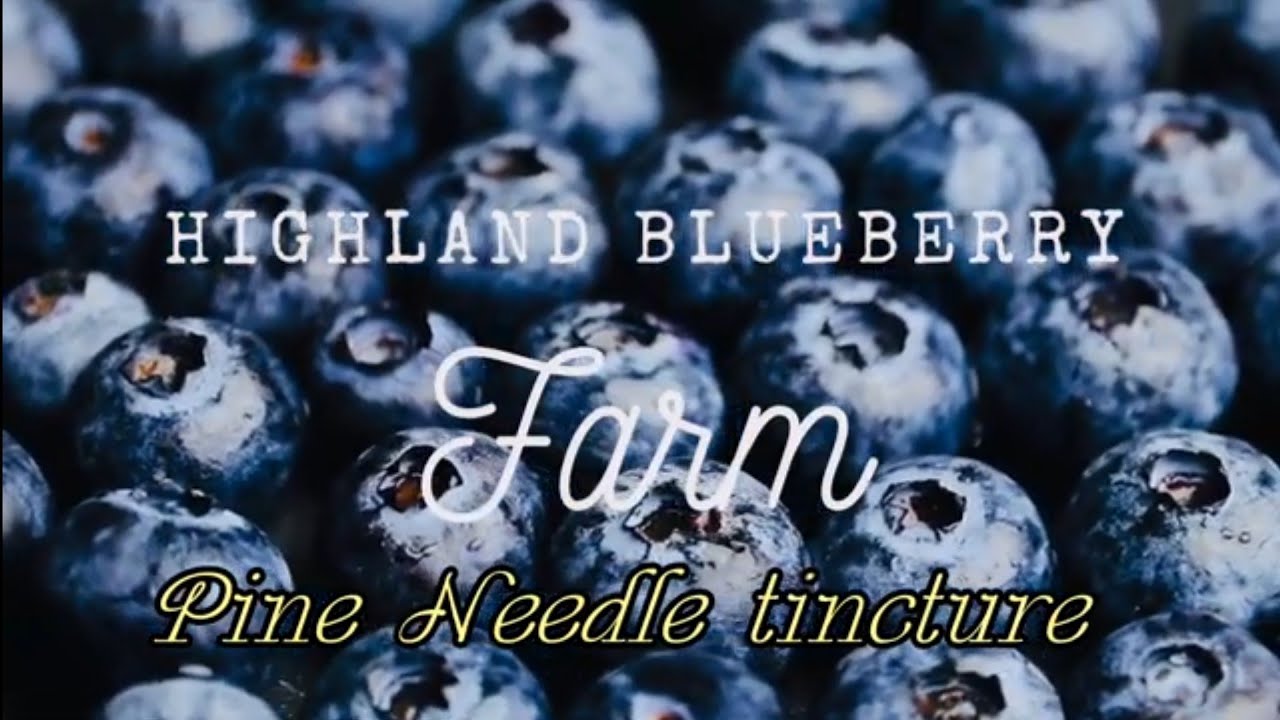 Pine Needle Tincture