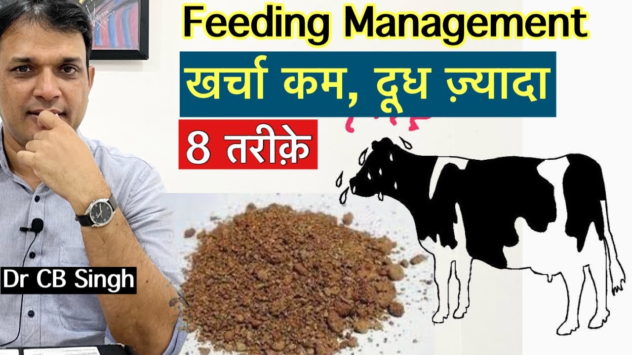Feeding management of dairy Farm | गाय भैंस का आहार प्रबन्धन कैसे करें ? ​⁠@DairyUstaad