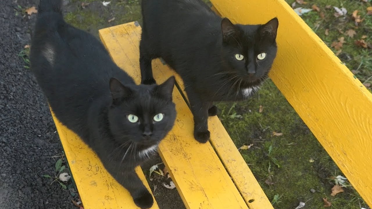 Two black cats live on the bench