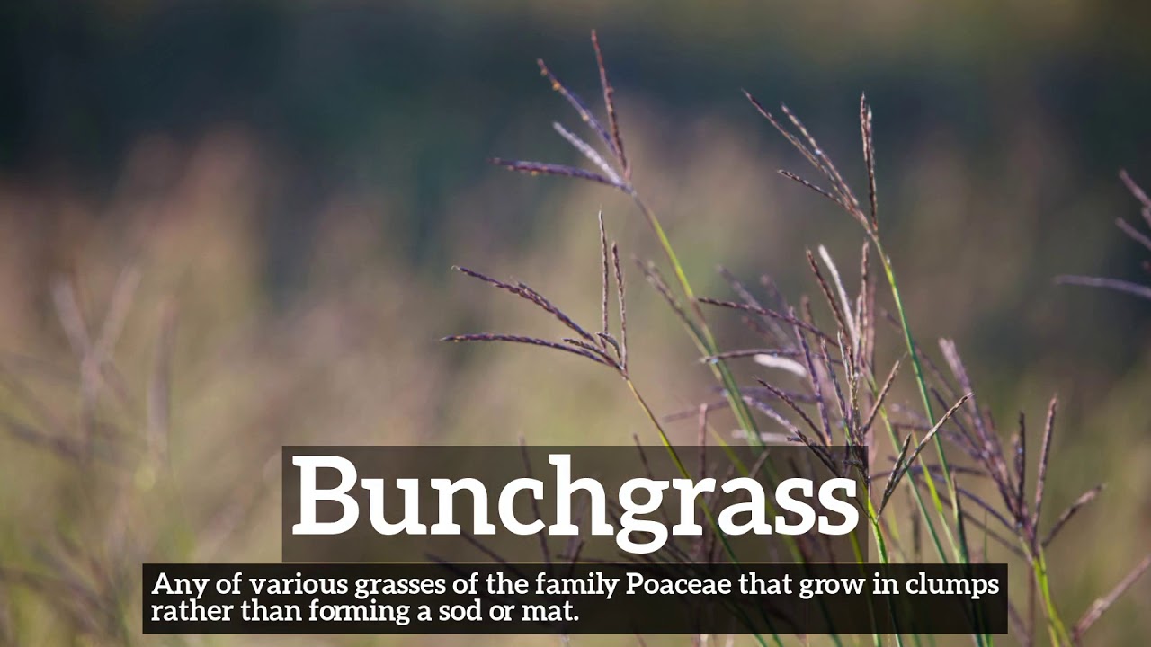 How to Say Bunchgrass in English? | How Does Bunchgrass Look? | What is Bunchgrass?