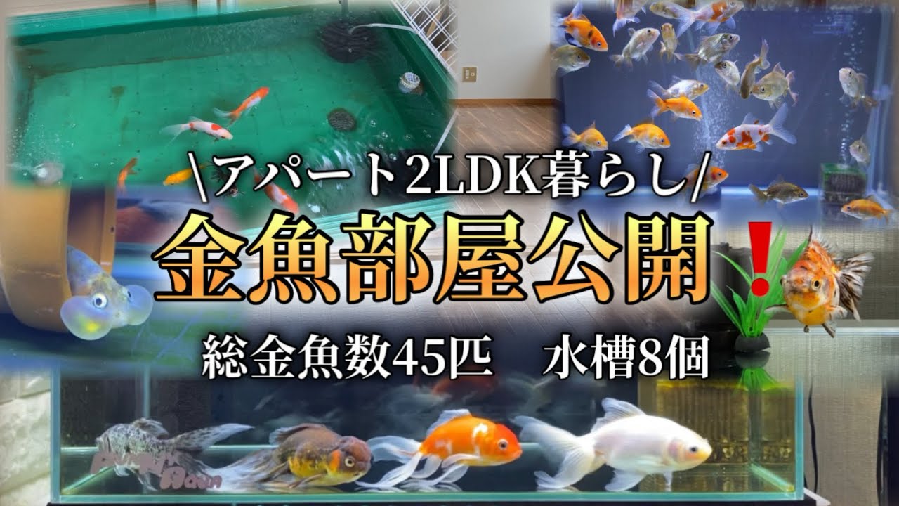 【金魚紹介】金魚飼育を始めて1年で金魚増えすぎた件
