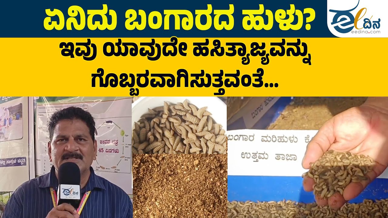 ಎರೆಹುಳದ ಗೊಬ್ಬರಕ್ಕಿಂತಲೂ ಉತ್ತಮವಾದ ಗೊಬ್ಬರ ತಯಾರಿಸುವ ಬಂಗಾರದ ಹುಳು | Udupi | BlackSoldierFly