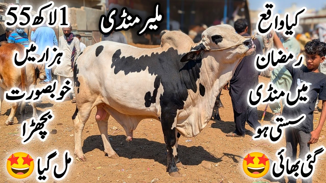 Malir Mandi Karachi Cattle Latest Rates Update In Ramzan 3 March 2026 || Bakra Eid Season 2026