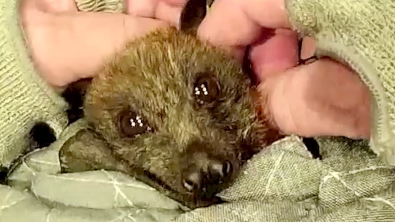 Flying-fox in care:  this is Thongs, definitely ready for a carer, part 5