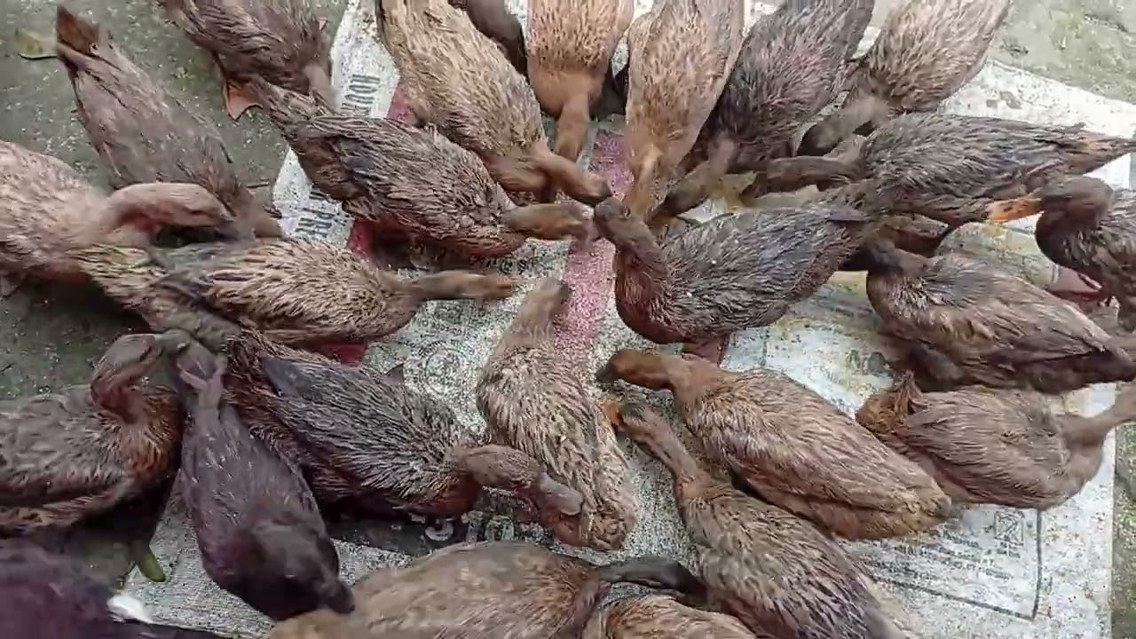 হাঁস পালনের পদ্ধতি, খাকি কেম্বেল হাঁসের খামার,হাঁসের কৃমির ওষুধ, হাসের চুনা পায়খানা, duck Farm #duck