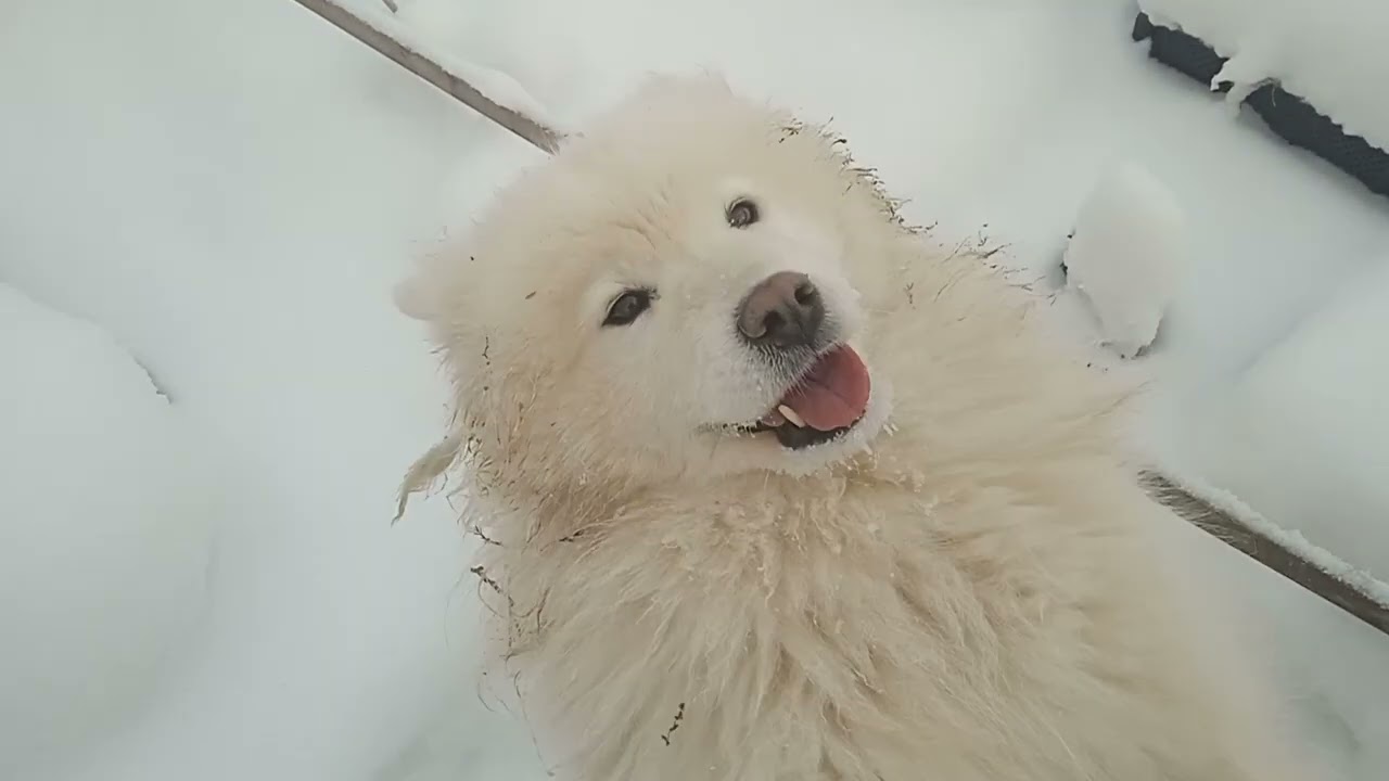 ПОСЛЕ  СНЕЖНОЙ  БУРИ! 