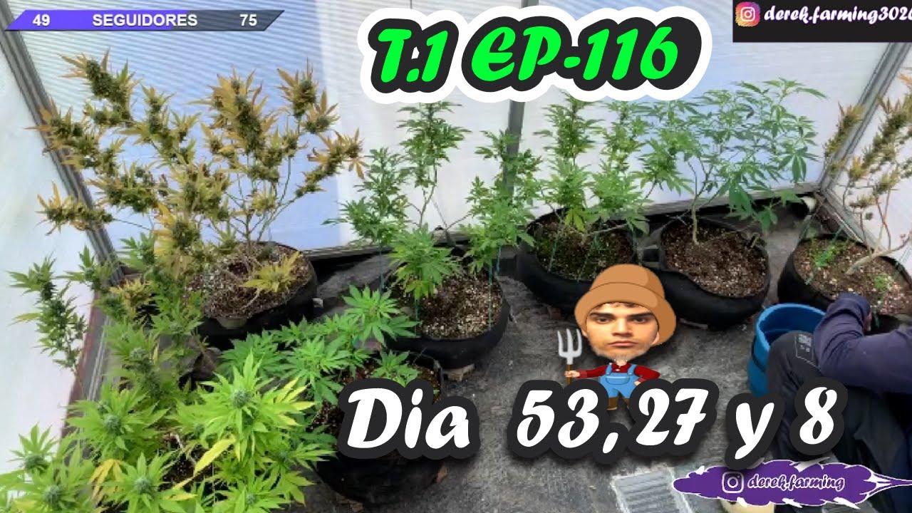 PASANDO SEMILLA A SUSTRATO REGANDO ANDAMOS / DÍA  53, 27 Y 8  DE FLORA// T1 E116 -  Derek Farming